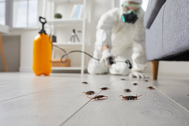 Trusted Cockroach Control service in Brownsville, TX - Nex Pest Control